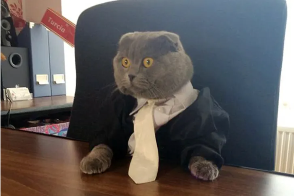 Кот выглядывает