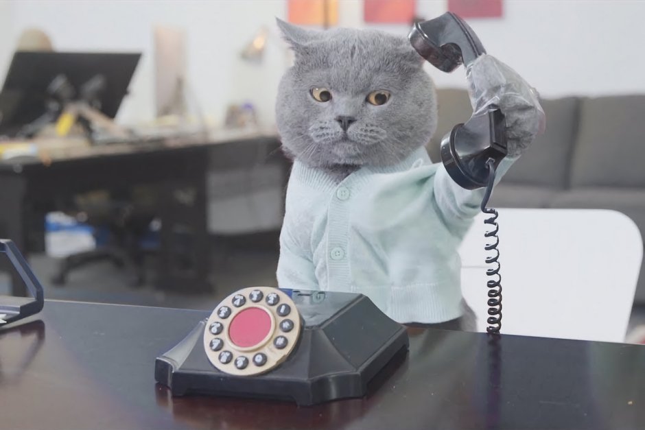 Котик в офисе