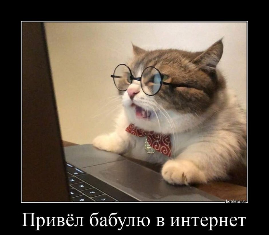 Кот в инстаграмме