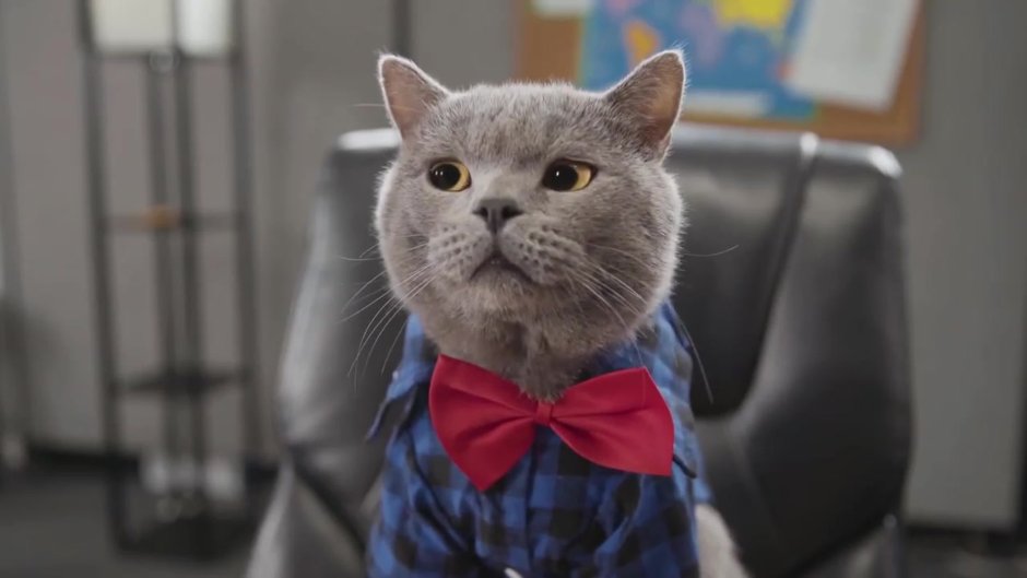 Коты Макото Мурамацу