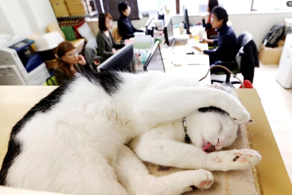 Кошка программист