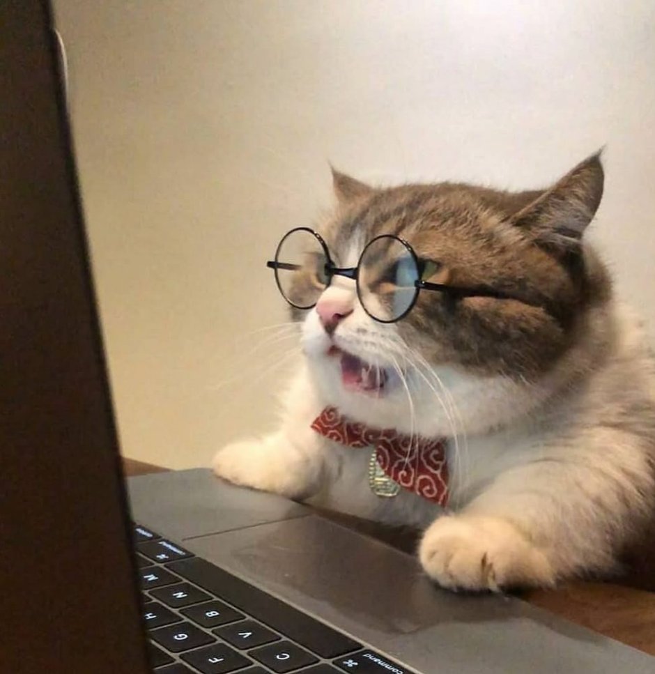 Максим котов