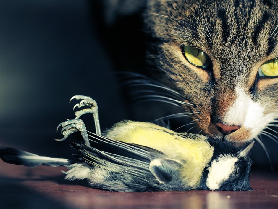 Кот с мышью в зубах