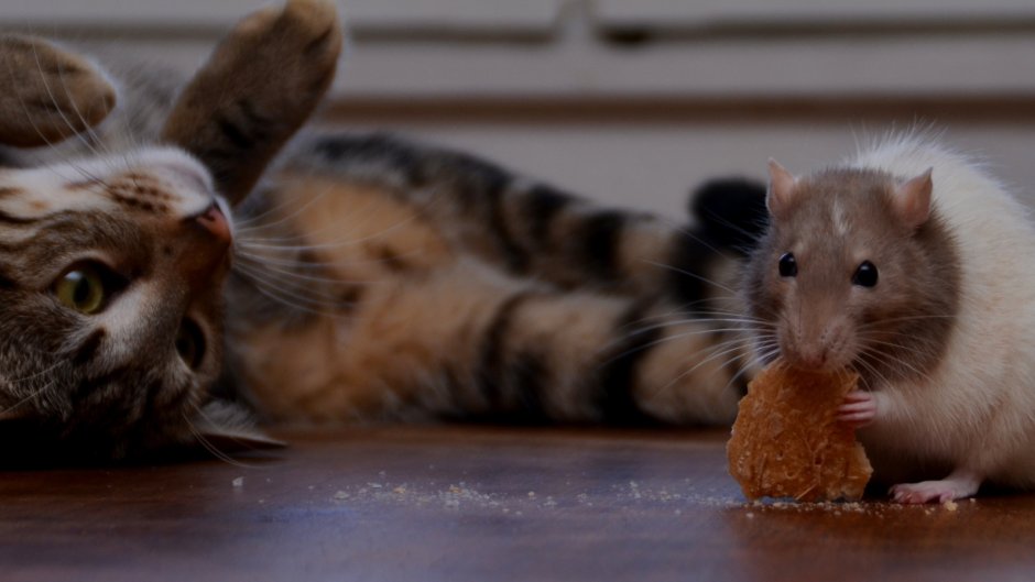 Кошка и крыса