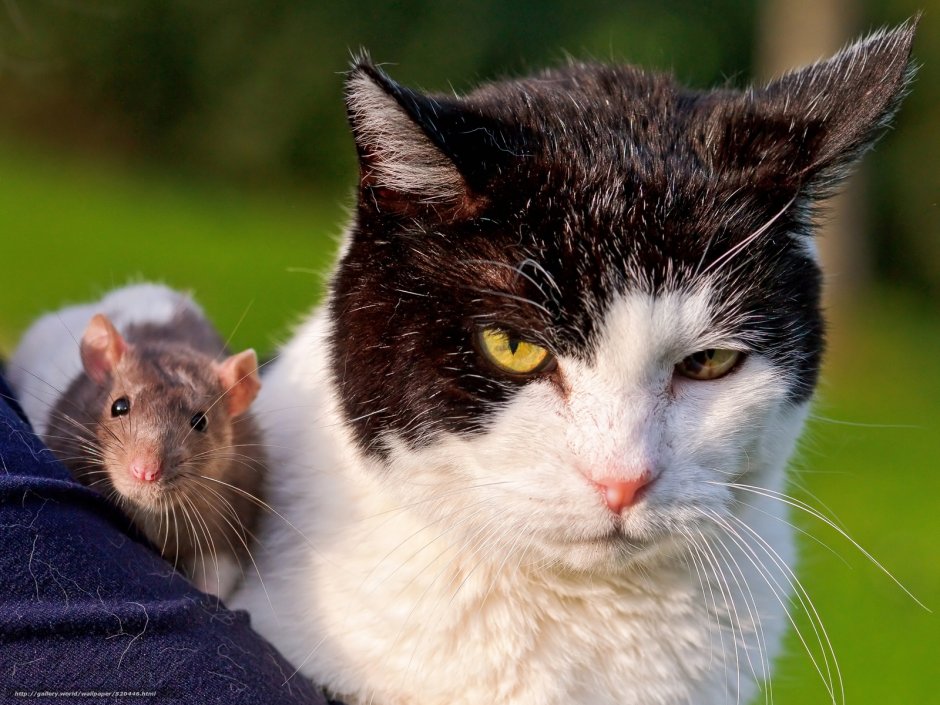 Котенок и крыса
