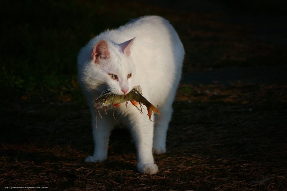 Кошка с мышкой в зубах