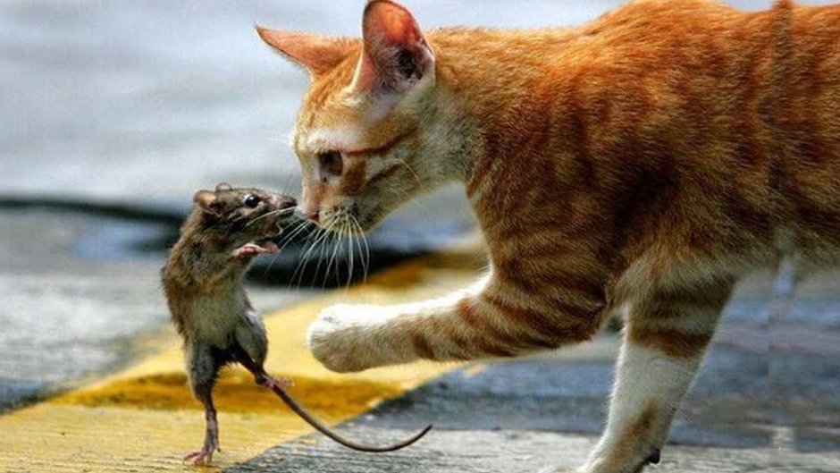Рыжий кот с мышью