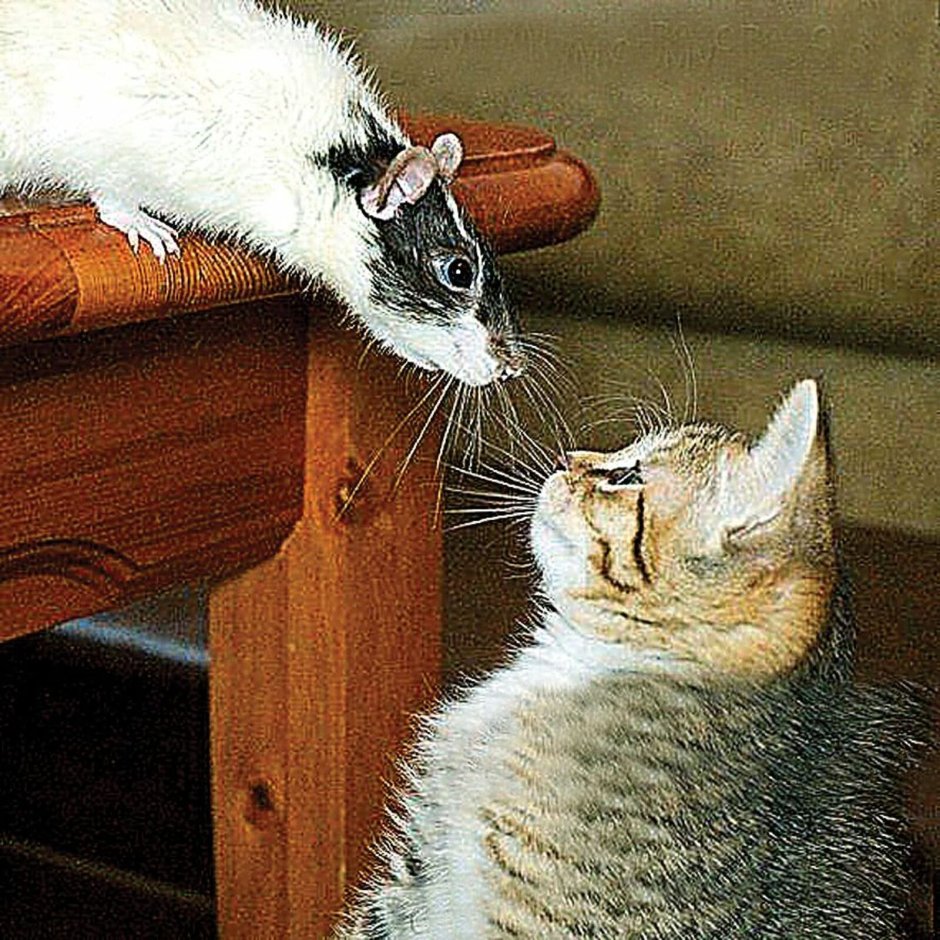 Мыши кошку изловили раскраска для детей