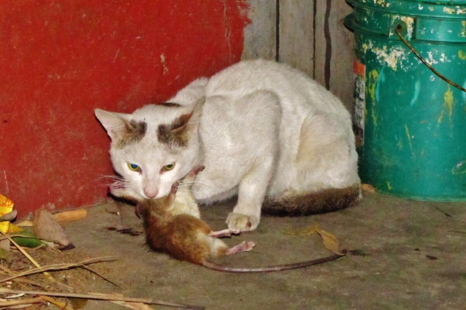 Кошка и крыса