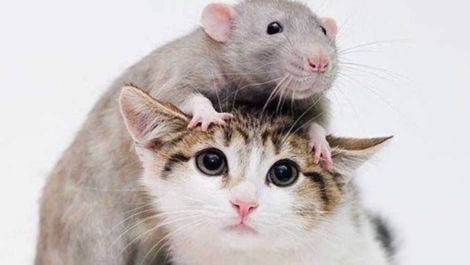 Кот и крыса Дружба
