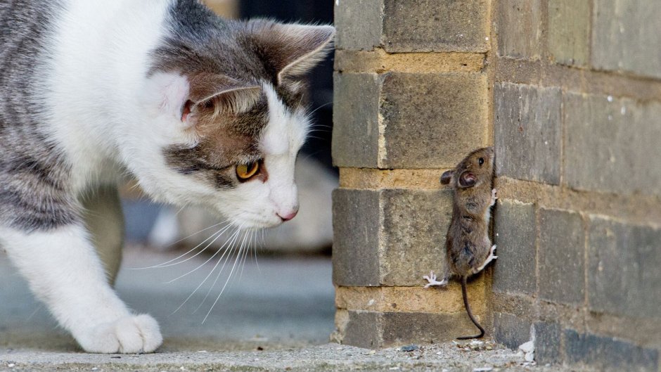 Кот и хомяк