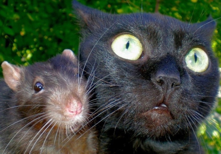 Черный кот и крыса