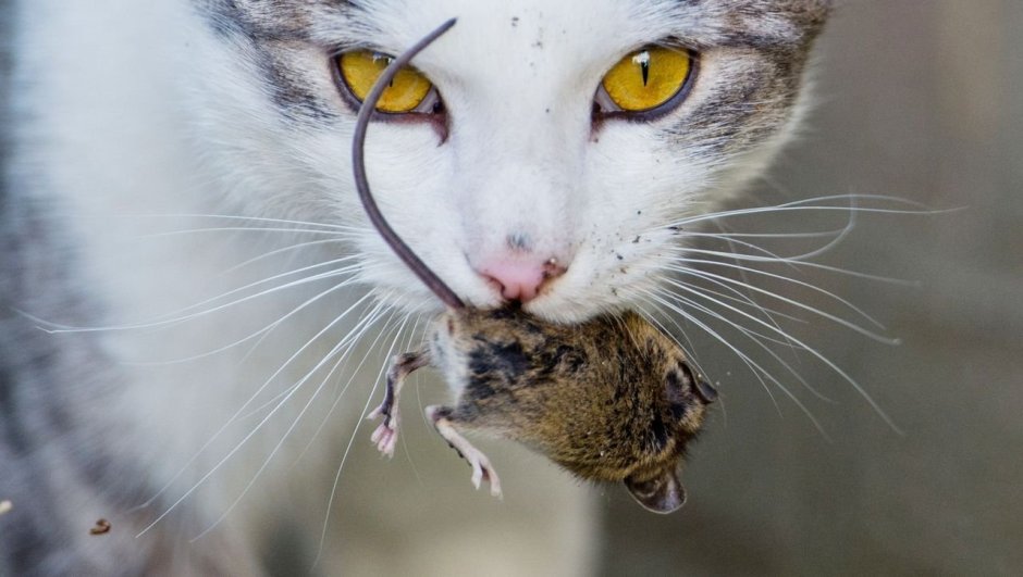 Коты с мышами в зубах