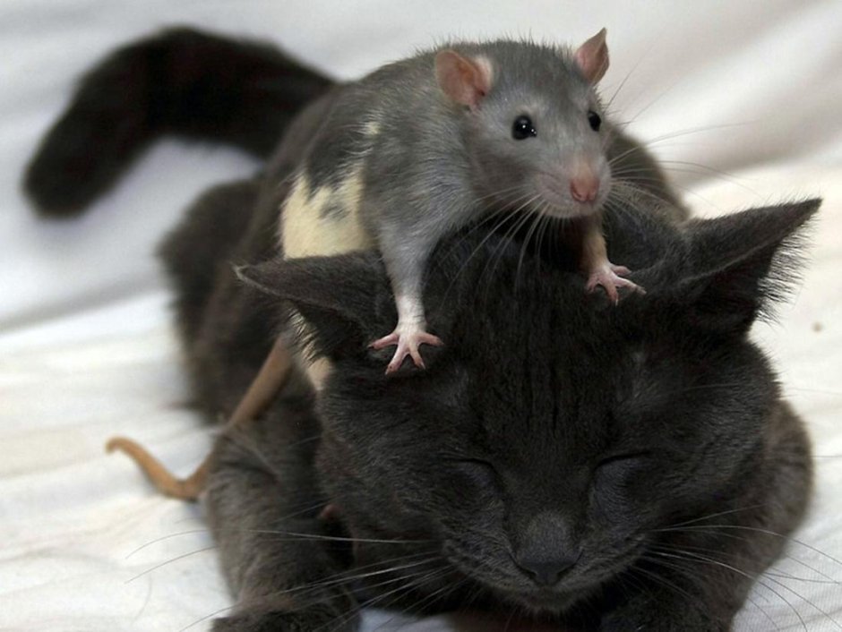 Кот обнимает мышку