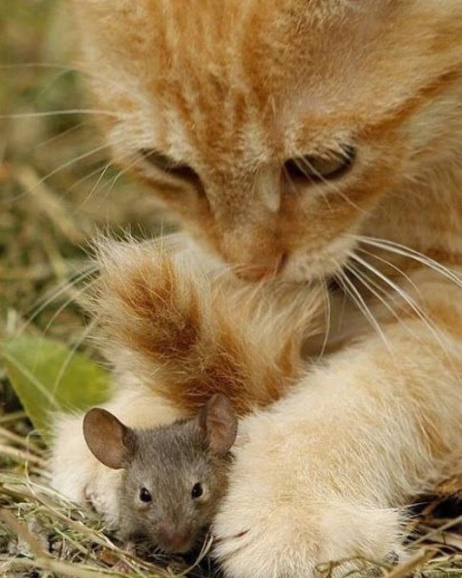 Кот и мыши