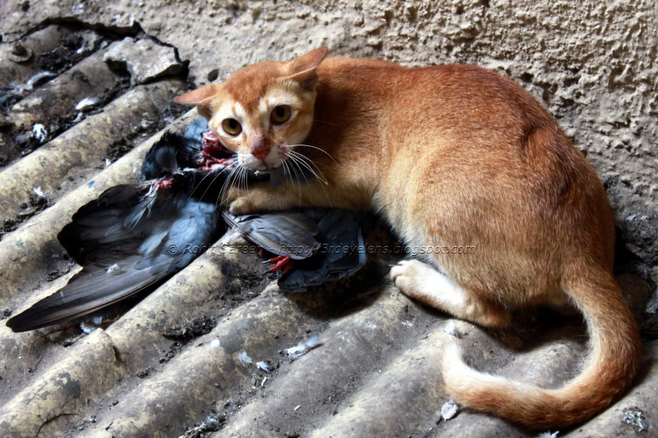 Кот поймал крысу