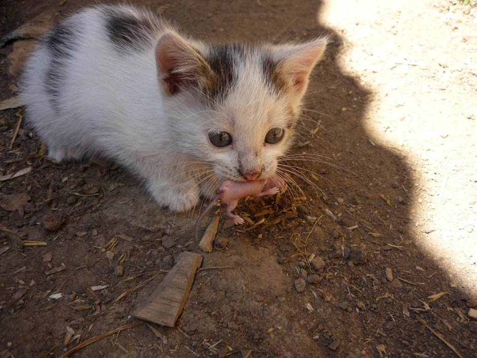 Черный кот с мышью