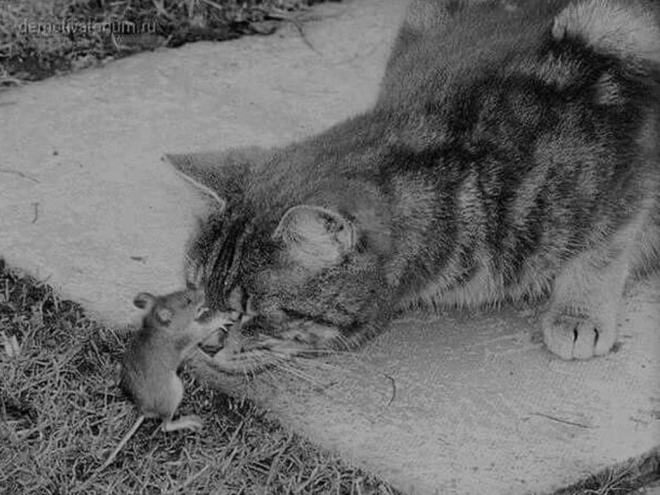 Кот стащил рыбу