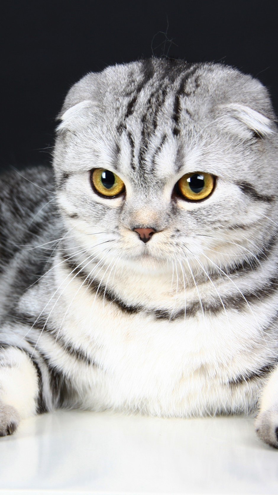 Настороженная кошка
