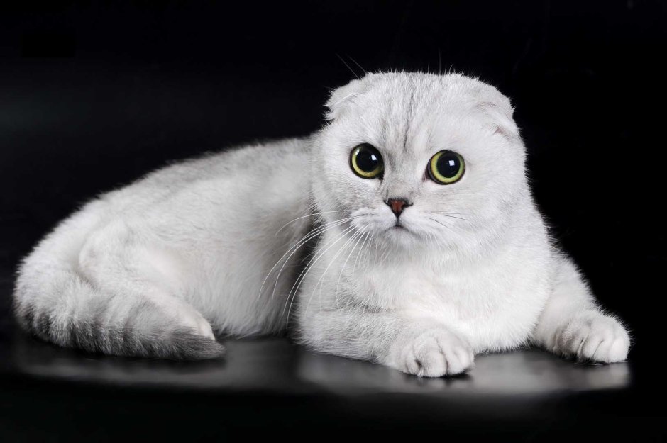 Шотландская вислоухая кошка