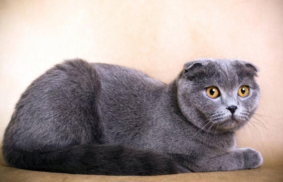 Серая вислоухая кошка