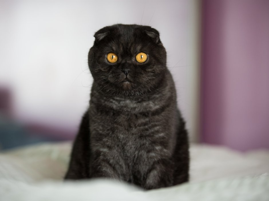 Британский вислоухий кот