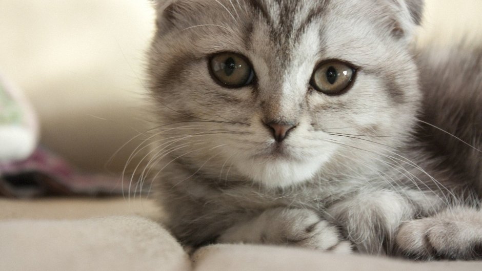 Шотландская вислоухая кошка