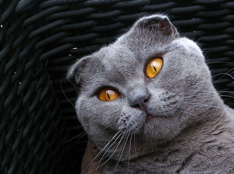 Шотландская вислоухая кошка серая