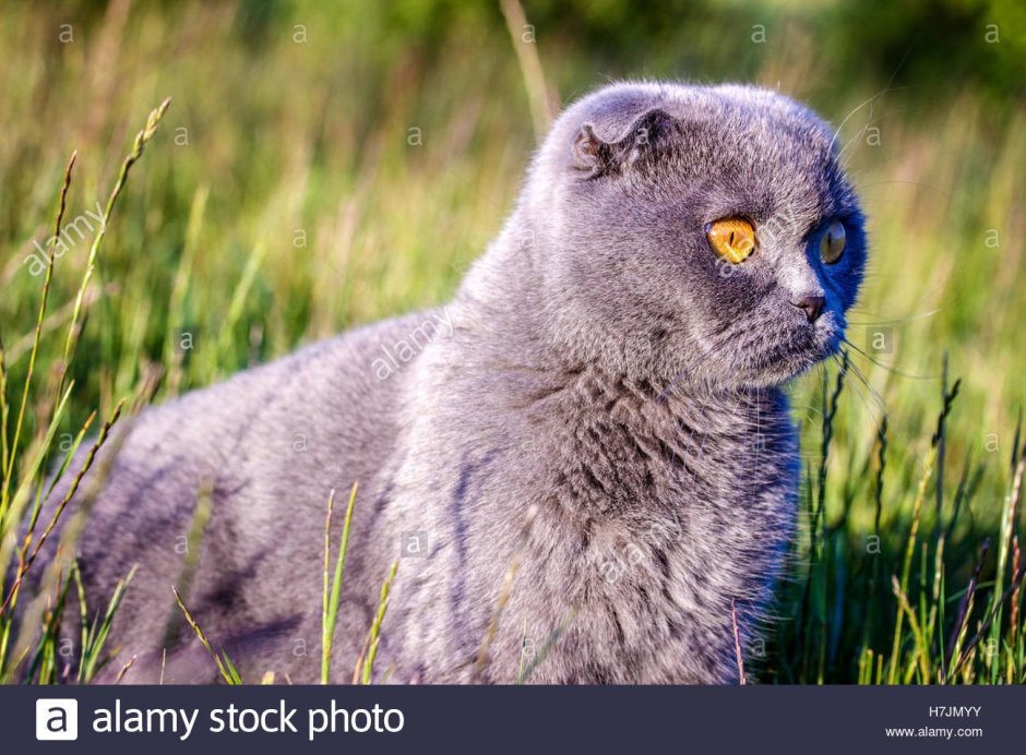 Кот Манул