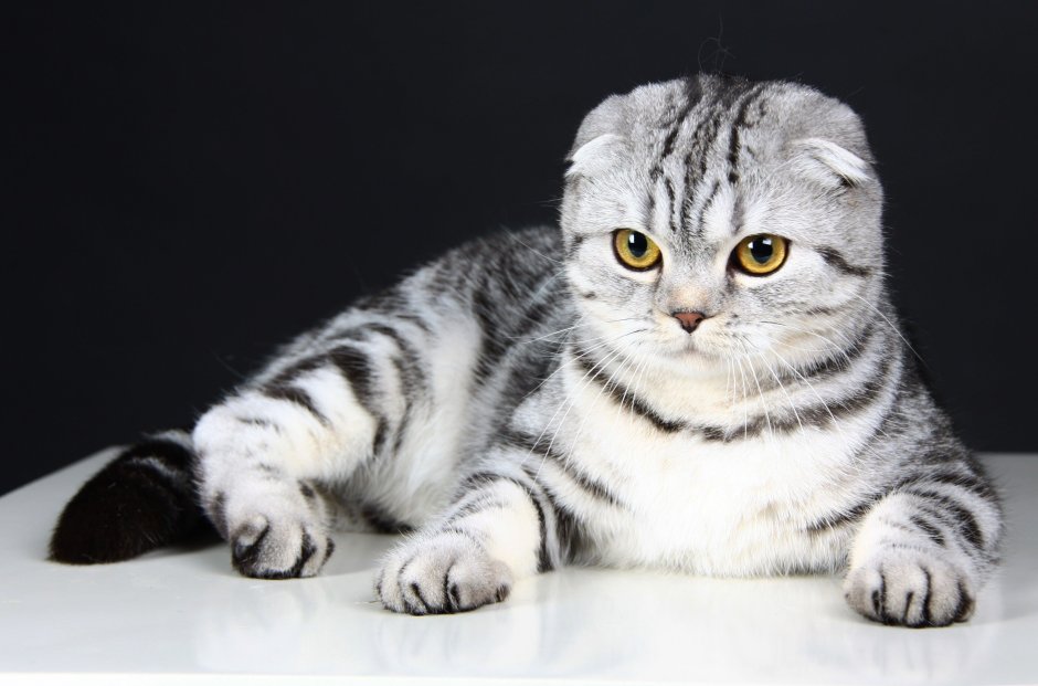 Скоттиш фолд рыжий
