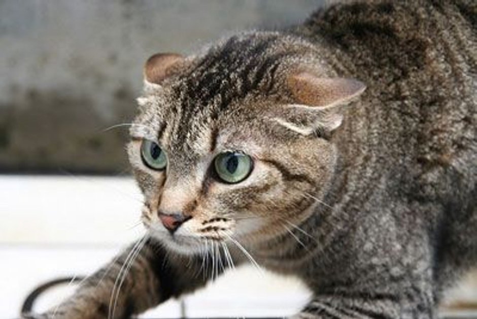 Шотландская вислоухая кошка шерсть