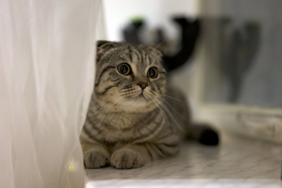 Коты с лежачими ушами