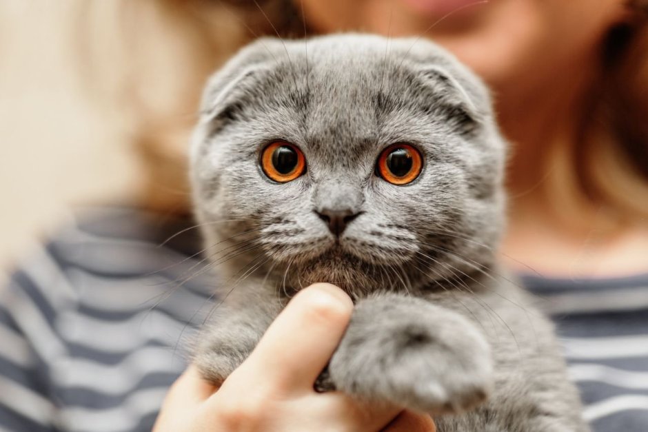 Шотландские вислоухие коты