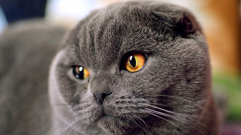 Кошка скоттиш фолд