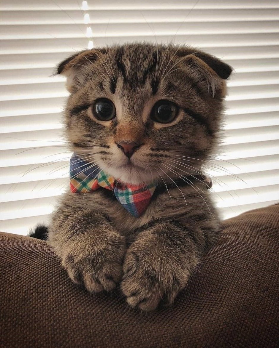 Вислоухие коты шотландцы