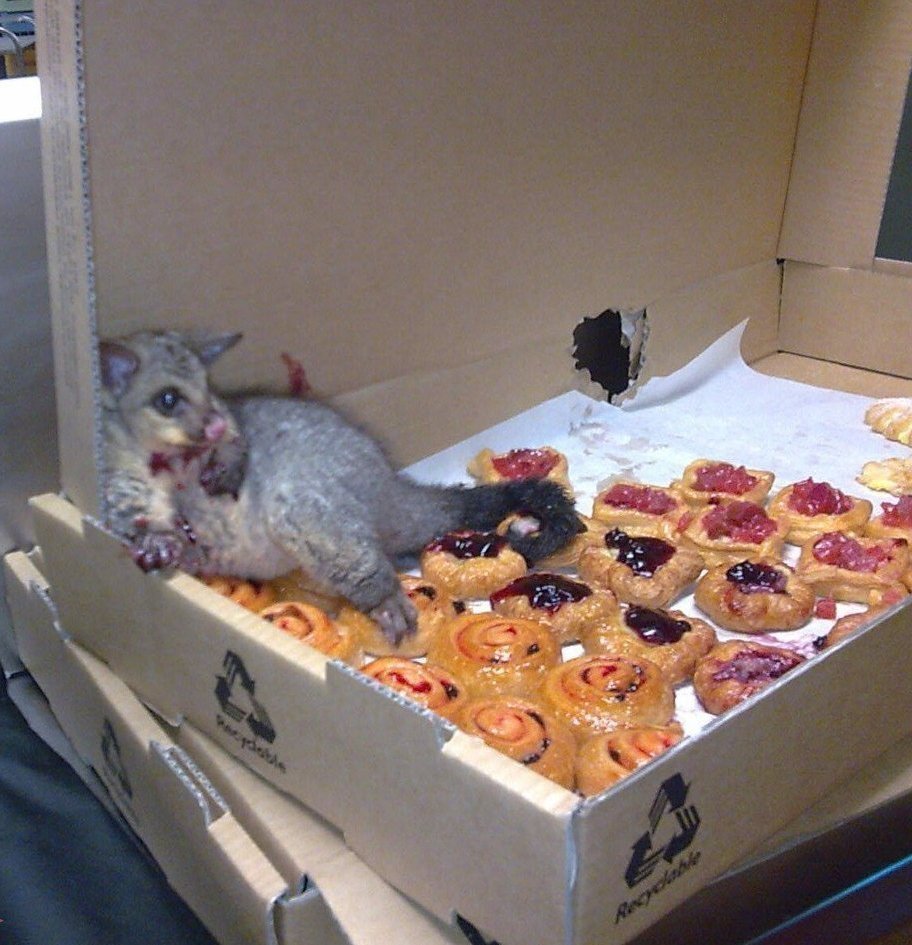 Зверек объелся в кондитерской