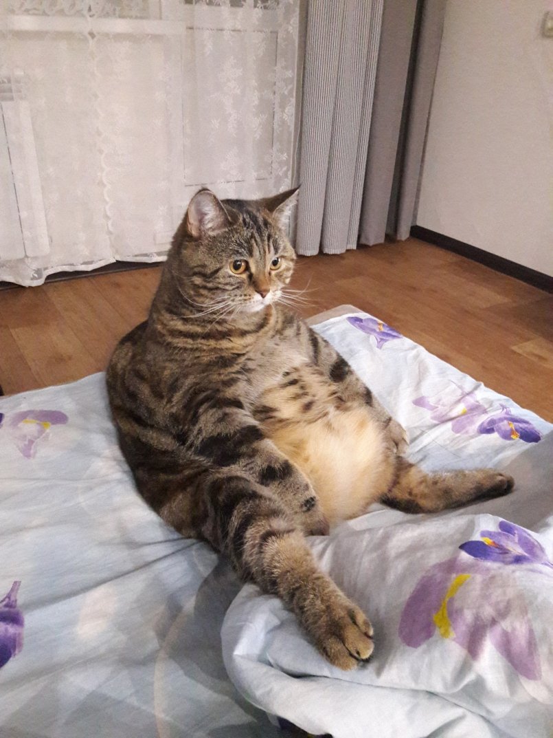 Котенок наелся