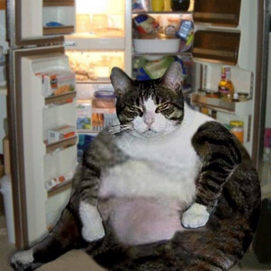 Кот объелся