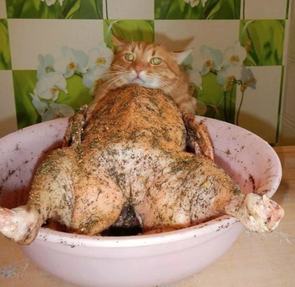 Кот объелся