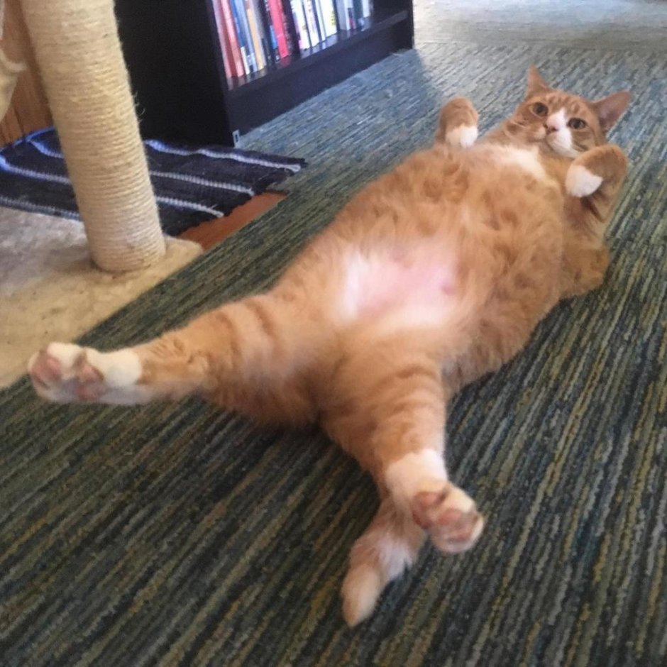 Рыжий пузатый кот