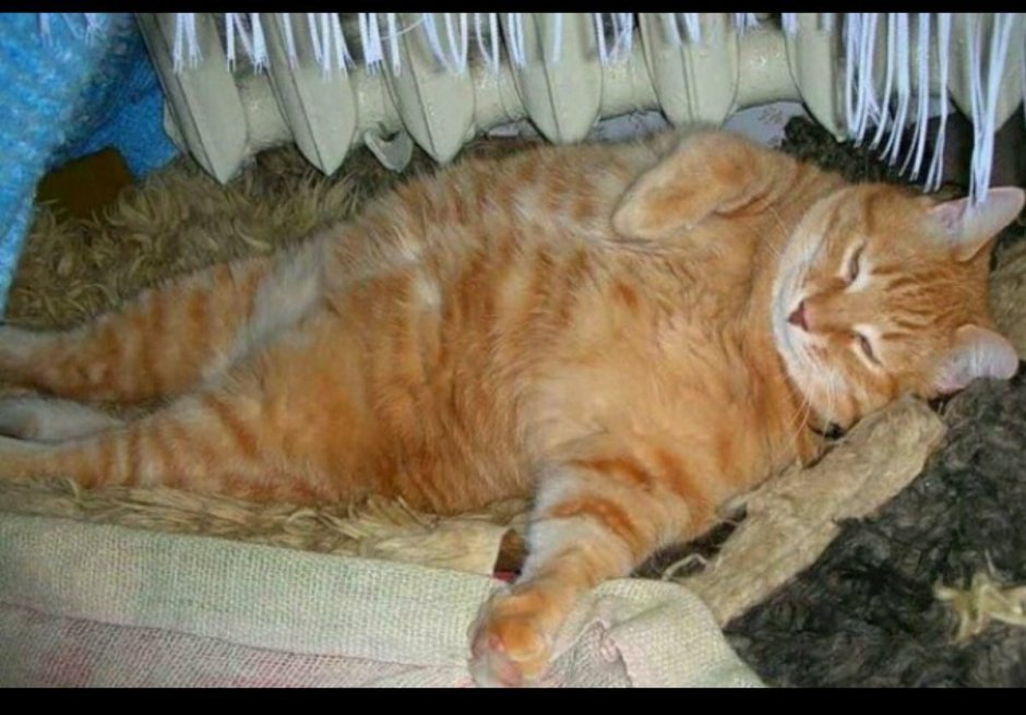 Обожравшийся кот