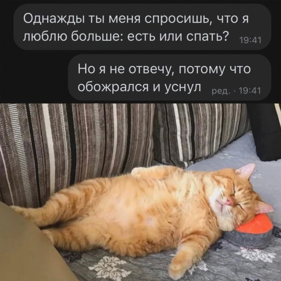 Кот берется за голову
