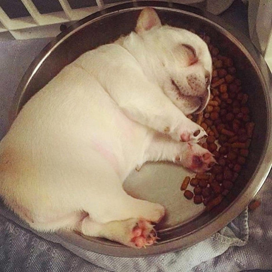 Смешно про обжорство