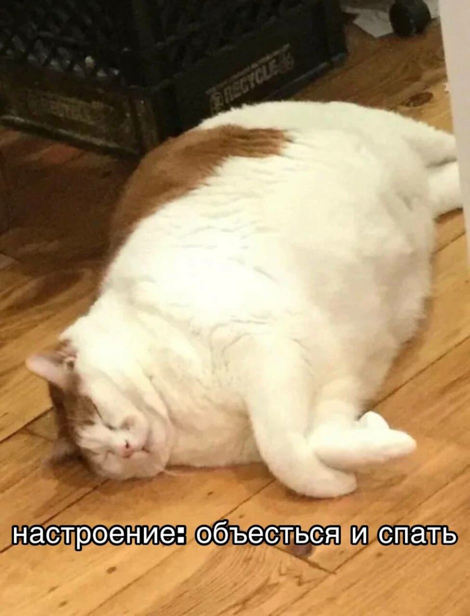 Толстые объевшиеся коты