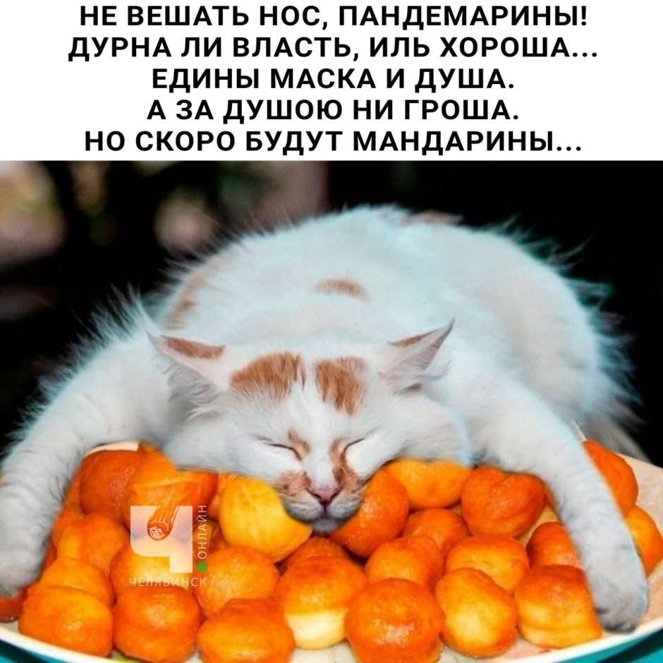 Кот объелся