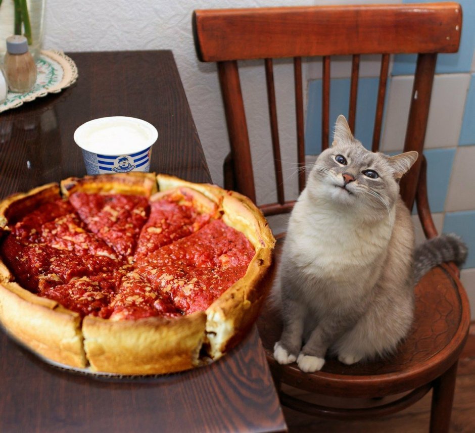 Кот ест пиццу