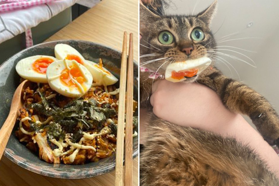 Кот наелся и доволен