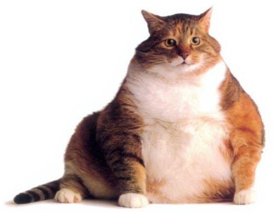 Жирный кот на белом фоне