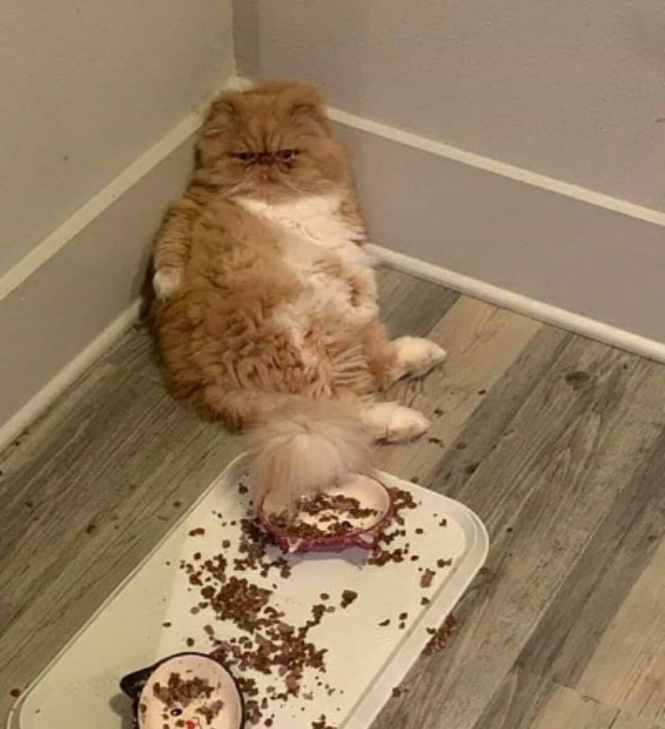 Котенок наелся