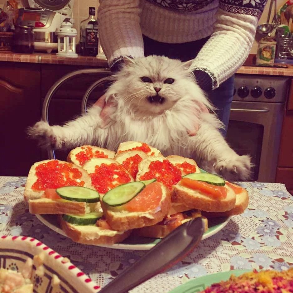 Смешные котики с едой